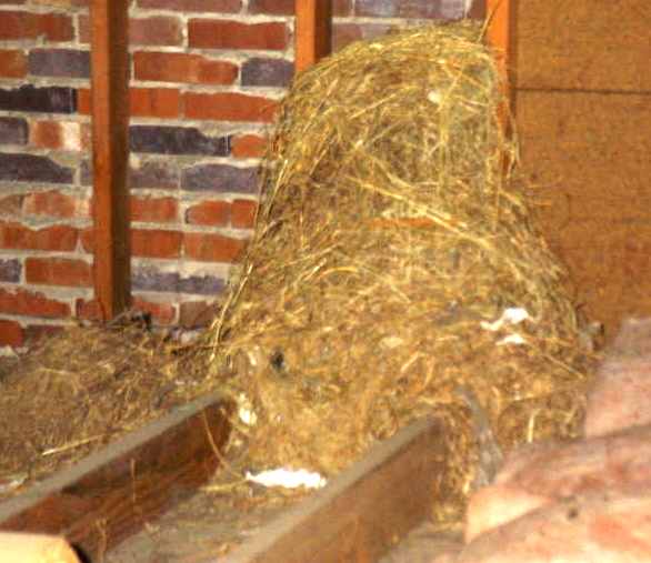 Vishey Home Inspection - Actual Bird Nest in House Found During Inspection